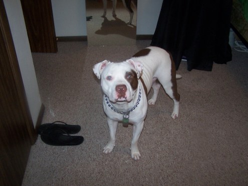 Romeo. He might look big, but he's only a year old!