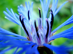 Focus on the bright spot, and your whole world will light up! by Sicilian Italiano (Flickr)