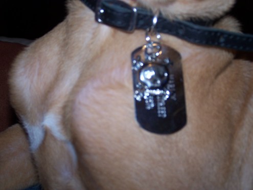 Marley's new tag and charm.