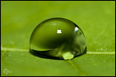 Tomatoskin's photo "Go Green!!!" on Flickr.