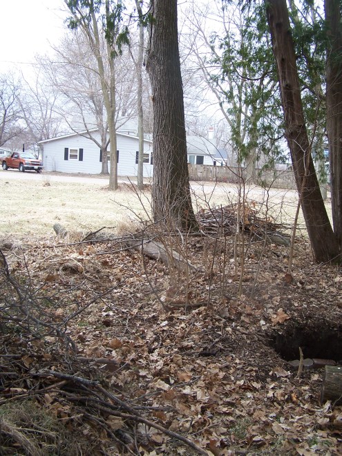 Here is a bit more of the mess.  We are removing all of the compost, which is those lumps, and the twiggy looking trees are going to be moved from the clump he planted them in.
