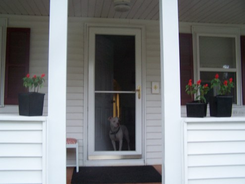 flowers-and-yard-006 flowers-and-yard-006