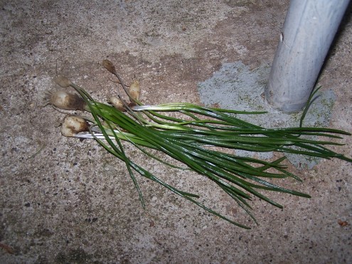 flowers-and-yard-010 flowers-and-yard-010