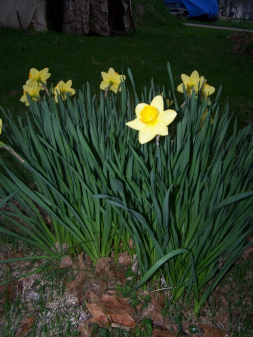 flowers-and-yard-014 flowers-and-yard-014