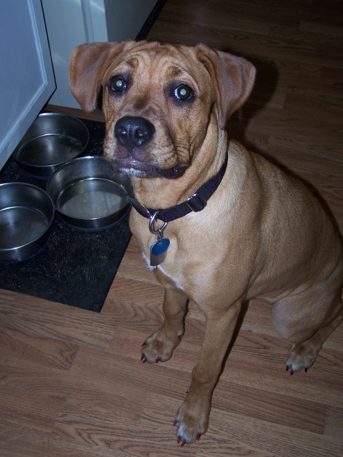 dogs painted nails 008