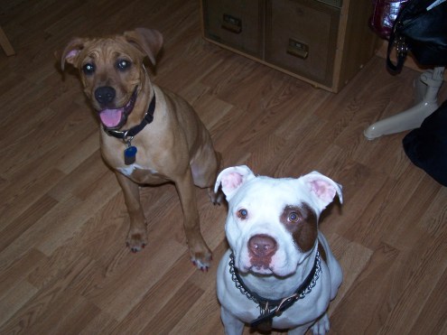 dogs painted nails 013