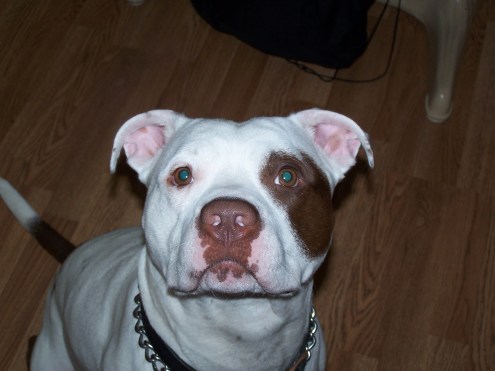 dogs painted nails 017