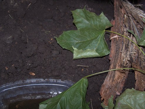 Flowers, Gilligan, Muddy Dogs 007