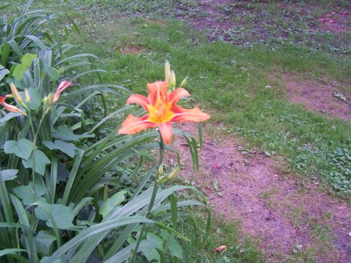 Flowers, Gilligan, Muddy Dogs 012