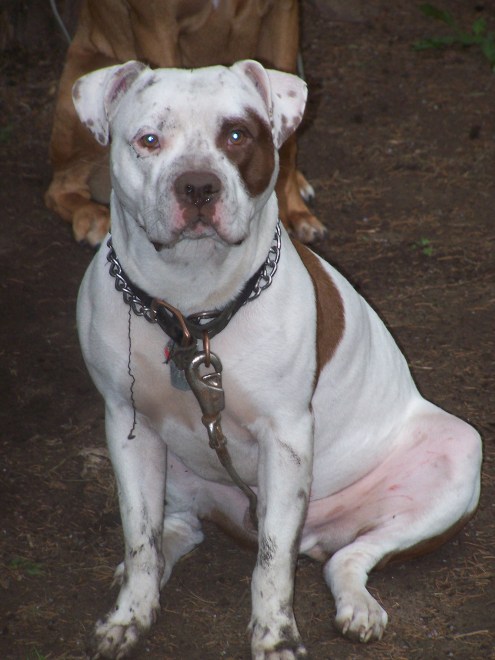 Flowers, Gilligan, Muddy Dogs 017