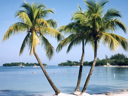 http://images.google.com/imgres?imgurl=http://mysite.verizon.net/eegad/negril_3_palms.jpg&imgrefurl=http://mysite.verizon.net/eegad/negril_3_palms.html&usg=__bJ24MhUCjiLvz6n8J9O_tXf9trk=&h=600&w=800&sz=193&hl=en&start=28&um=1&tbnid=5T45wT48h5NkUM:&tbnh=107&tbnw=143&prev=/images%3Fq%3Dnegril%2Bjamaica%2Bpictures%26ndsp%3D18%26hl%3Den%26sa%3DN%26start%3D18%26um%3D1