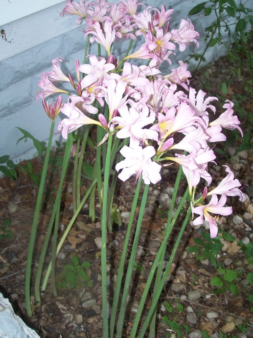 flowers and dinner 006